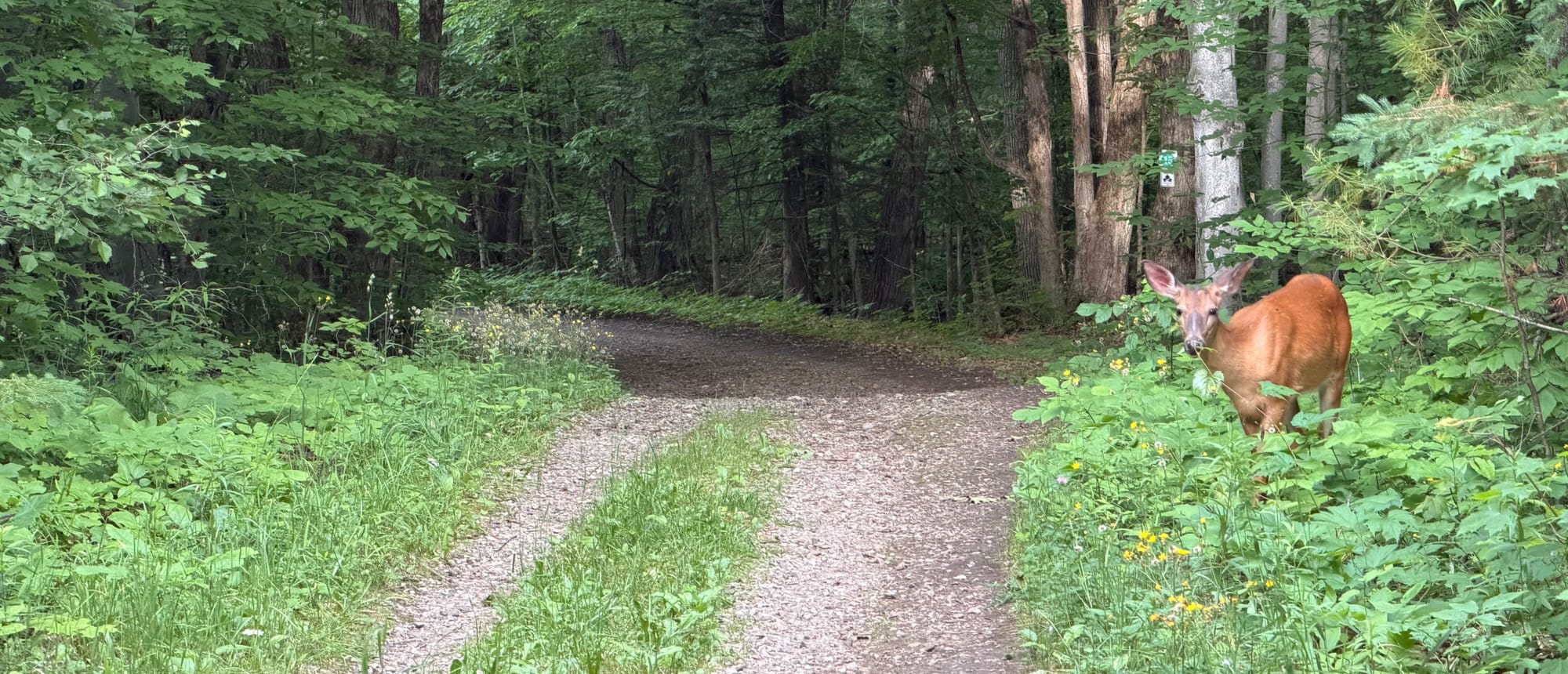 Centretown Gravel - Sunday, June 28, 8 AM - Meech Creek Covered Bridge Ride