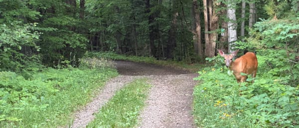 Centretown Gravel - Sunday, June 28, 8 AM - Meech Creek Covered Bridge Ride